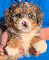 Mini Zaid, a male Miniature Bernedoodle for sale in Menomonee Falls, WI – Photo 1 of 3
