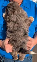 Mini Zaid, a male Miniature Bernedoodle for sale in Menomonee Falls, WI – Photo 3 of 3
