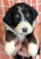 Mini Zaria, a female Miniature Bernedoodle for sale in Menomonee Falls, WI – 2 of 3