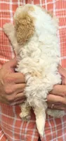 Teacup Rhea, a female Miniature Goldendoodle for sale in Menomonee Falls, WI – 3 of 3