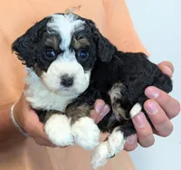 Mini Zaylee, a female Miniature Goldendoodle for sale in Menomonee Falls, WI – 2 of 3