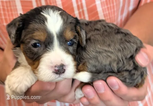 Mini Zelda – Miniature Bernedoodle puppy for sale in Menomonee Falls, WI