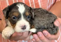 Mini Zelda, a female Miniature Bernedoodle for sale in Menomonee Falls, WI – 1 of 3
