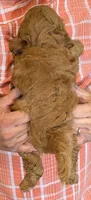 Petite Esra, a female Miniature Goldendoodle for sale in Menomonee Falls, WI – 3 of 3
