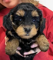 Teacup mini Sophia, a female Miniature Goldendoodle for sale in Menomonee Falls, WI – 2 of 3