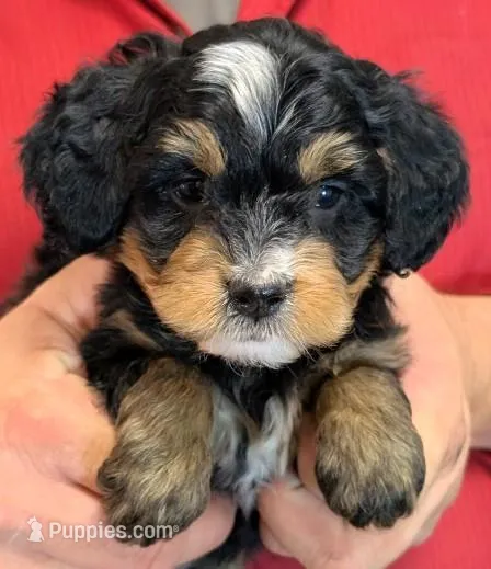 Mini Luna – Miniature Bernedoodle puppy for sale in Menomonee Falls, WI