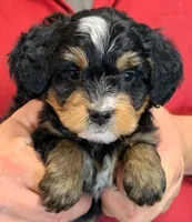 Mini Luna, a female Miniature Bernedoodle for sale in Menomonee Falls, WI – 1 of 3