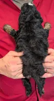 Mini Luna, a female Miniature Bernedoodle for sale in Menomonee Falls, WI – 3 of 3