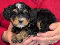 Mini Luna, a female Miniature Bernedoodle for sale in Menomonee Falls, WI – 2 of 3