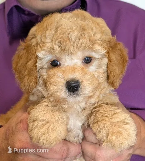 Mini Yarah – Miniature Goldendoodle puppy for sale in Menomonee Falls, WI