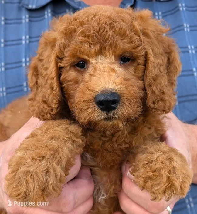 Mini Bowie – Miniature Goldendoodle puppy for sale in Menomonee Falls, WI