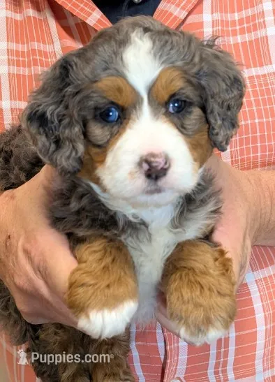 Mini Katie – Miniature Bernedoodle puppy for sale in Menomonee Falls, WI
