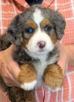 Mini Katie, a female Miniature Bernedoodle for sale in Menomonee Falls, WI – 1 of 3