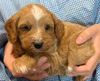 Petite mini Vincino, a male Miniature Goldendoodle for sale in Menomonee Falls, WI – 2 of 3