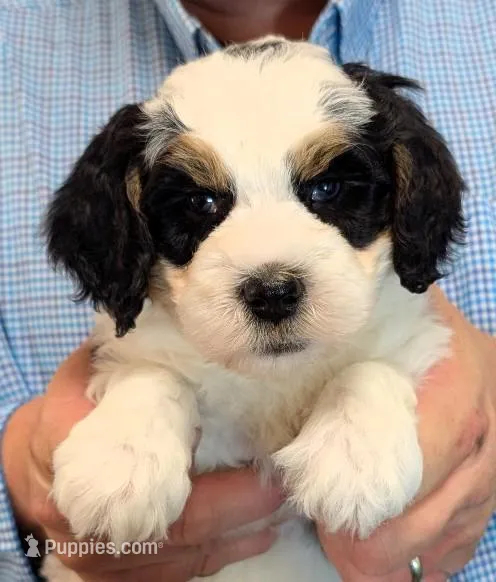 Mini Lincoln – Miniature Bernedoodle puppy for sale in Menomonee Falls, WI