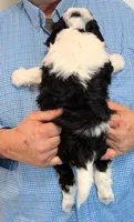 Mini Lincoln, a male Miniature Bernedoodle for sale in Menomonee Falls, WI – 3 of 3