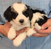 Mini Lincoln, a male Miniature Bernedoodle for sale in Menomonee Falls, WI – 2 of 3
