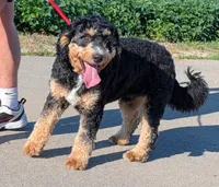 Stealth, a male Miniature Goldendoodle for sale in Menomonee Falls, WI – 3 of 4