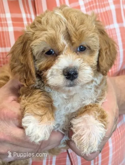 Petite mini Rylee – Miniature Goldendoodle puppy for sale in Menomonee Falls, WI