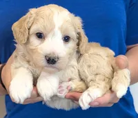 Petite mini Gino, a male Miniature Bernedoodle for sale in Menomonee Falls, WI – 2 of 3