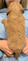 Petite mini Vincino, a male Miniature Goldendoodle for sale in Menomonee Falls, WI – 3 of 3