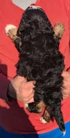 Mini Marley, a female Miniature Bernedoodle for sale in Menomonee Falls, WI – 3 of 3