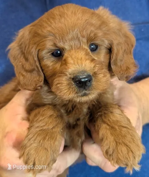 Mini Bennett – Miniature Goldendoodle puppy for sale in Menomonee Falls, WI