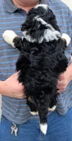 Mini Josiah , a male Miniature Bernedoodle for sale in Menomonee Falls, WI – Photo 3 of 3