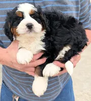 Mini Josiah , a male Miniature Bernedoodle for sale in Menomonee Falls, WI – Photo 2 of 3