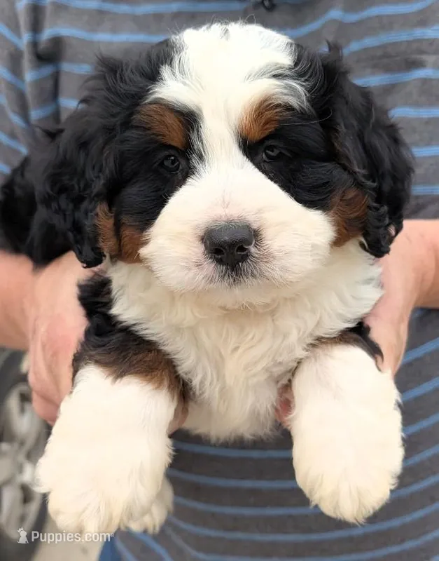 Mini Josiah  – Miniature Bernedoodle puppy for sale in Menomonee Falls, WI