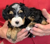 Mini Libby, a female Miniature Bernedoodle for sale in Menomonee Falls, WI – 2 of 3