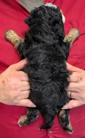 Mini Libby, a female Miniature Bernedoodle for sale in Menomonee Falls, WI – 3 of 3