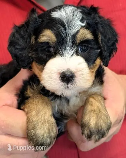 Mini Libby – Miniature Bernedoodle puppy for sale in Menomonee Falls, WI
