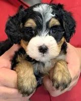 Mini Libby, a female Miniature Bernedoodle for sale in Menomonee Falls, WI – 1 of 3