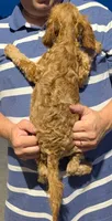 Petite mini Drew, a male Miniature Goldendoodle for sale in Menomonee Falls, WI – 3 of 3