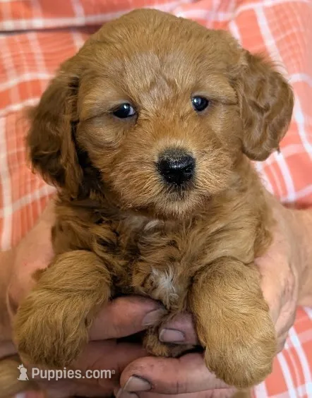 Petite Esra – Miniature Goldendoodle puppy for sale in Menomonee Falls, WI
