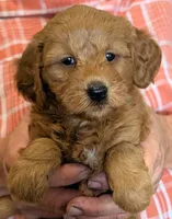 Petite Esra, a female Miniature Goldendoodle for sale in Menomonee Falls, WI – 1 of 3