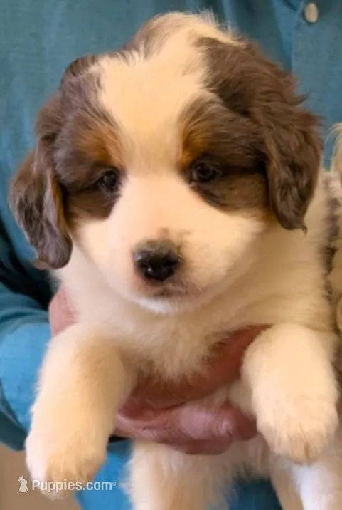 Petite mini Munchkin – Miniature Bernedoodle puppy for sale in Menomonee Falls, WI