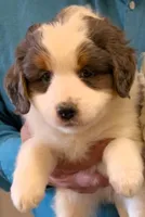 Petite mini Munchkin, a male Miniature Bernedoodle for sale in Menomonee Falls, WI – Photo 1 of 2