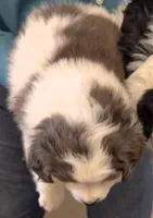 Petite mini Munchkin, a male Miniature Bernedoodle for sale in Menomonee Falls, WI – Photo 2 of 2