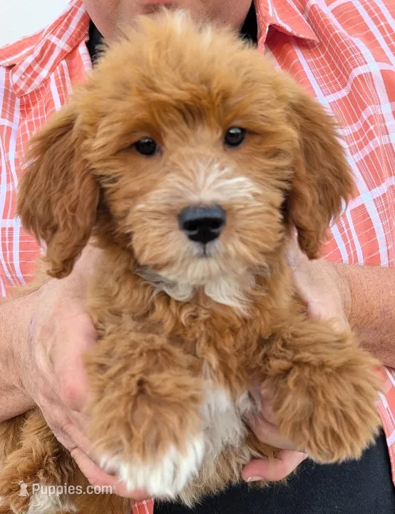 Mini Catalina – Miniature Goldendoodle puppy for sale in Menomonee Falls, WI