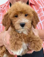 Mini Catalina, a female Miniature Goldendoodle for sale in Menomonee Falls, WI – 1 of 3