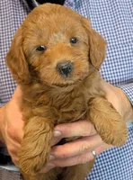 Petite mini Sullivan, a male Miniature Goldendoodle for sale in Menomonee Falls, WI – 1 of 2