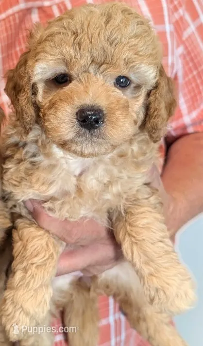 Mini Yarah – Miniature Goldendoodle puppy for sale in Menomonee Falls, WI