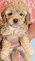 Mini Yarah, a female Miniature Goldendoodle for sale in Menomonee Falls, WI – 1 of 1