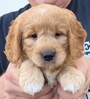 Mini Miggy, a male Miniature Goldendoodle for sale in Menomonee Falls, WI – 1 of 3