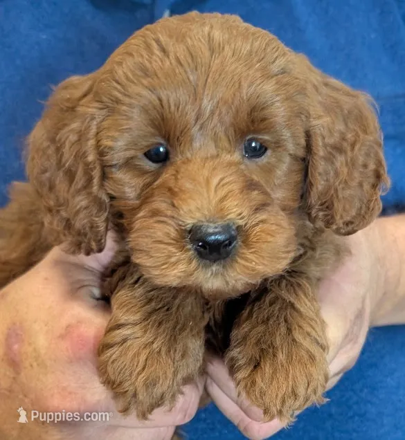 Mini Bellamy – Miniature Goldendoodle puppy for sale in Menomonee Falls, WI