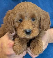 Mini Bellamy, a male Miniature Goldendoodle for sale in Menomonee Falls, WI – 1 of 3