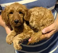 Petite mini Drew, a male Miniature Goldendoodle for sale in Menomonee Falls, WI – 2 of 3