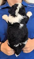 Petite mini Gilbert , a male Miniature Bernedoodle for sale in Menomonee Falls, WI – 3 of 3